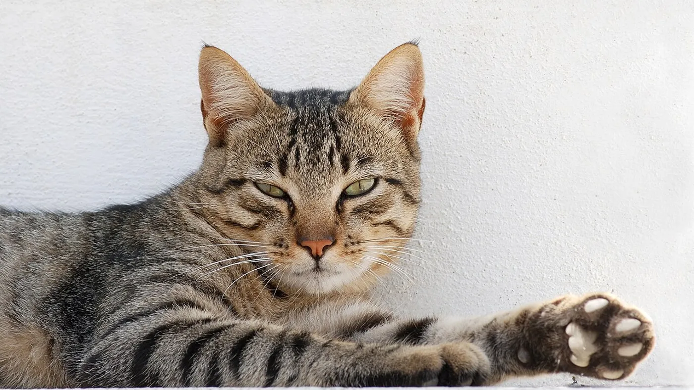Cats — real photography representing this cause