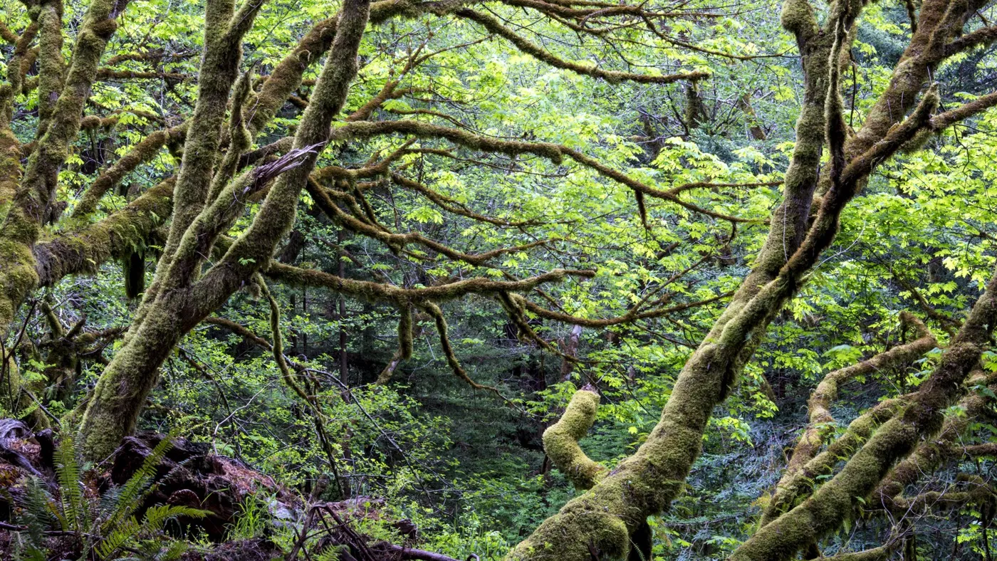 Conservation — real photography representing this cause