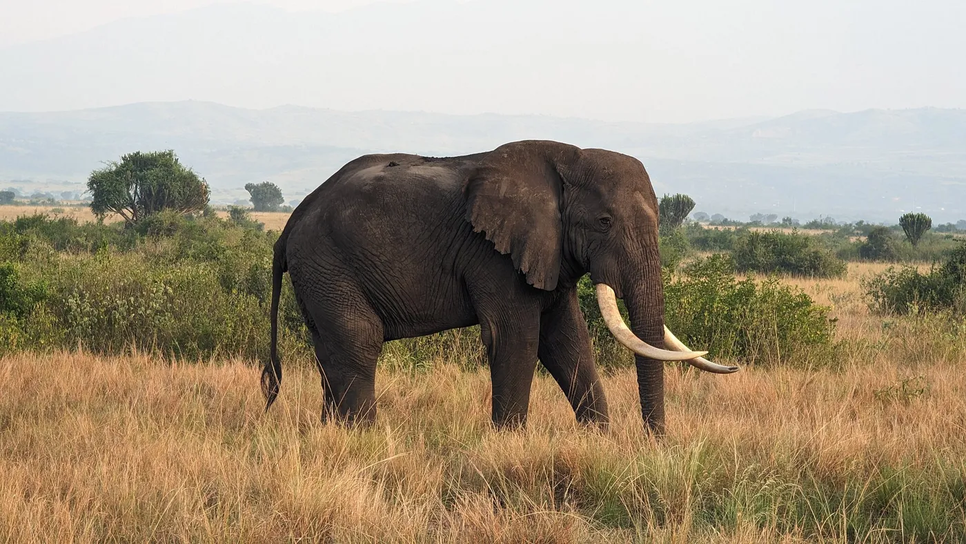Wildlife — real photography representing this cause