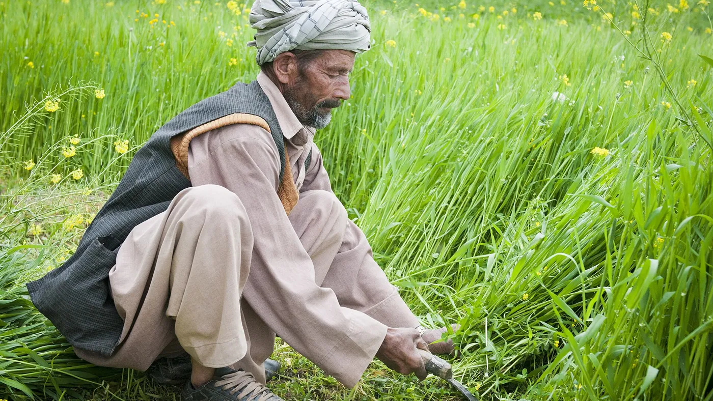 Agriculture — real photography representing this cause