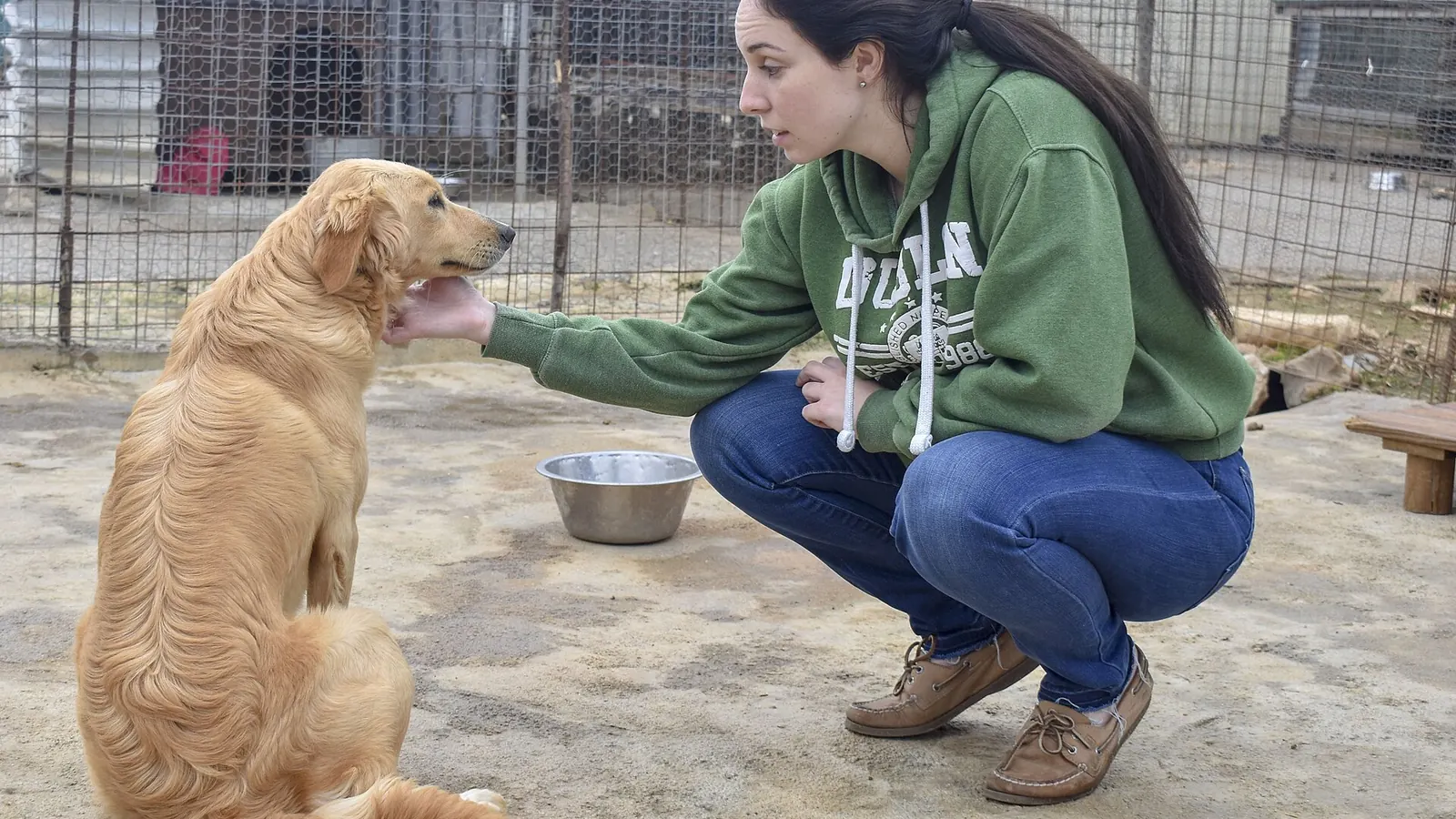 A volunteer caring for a rescued dog at an animal shelter