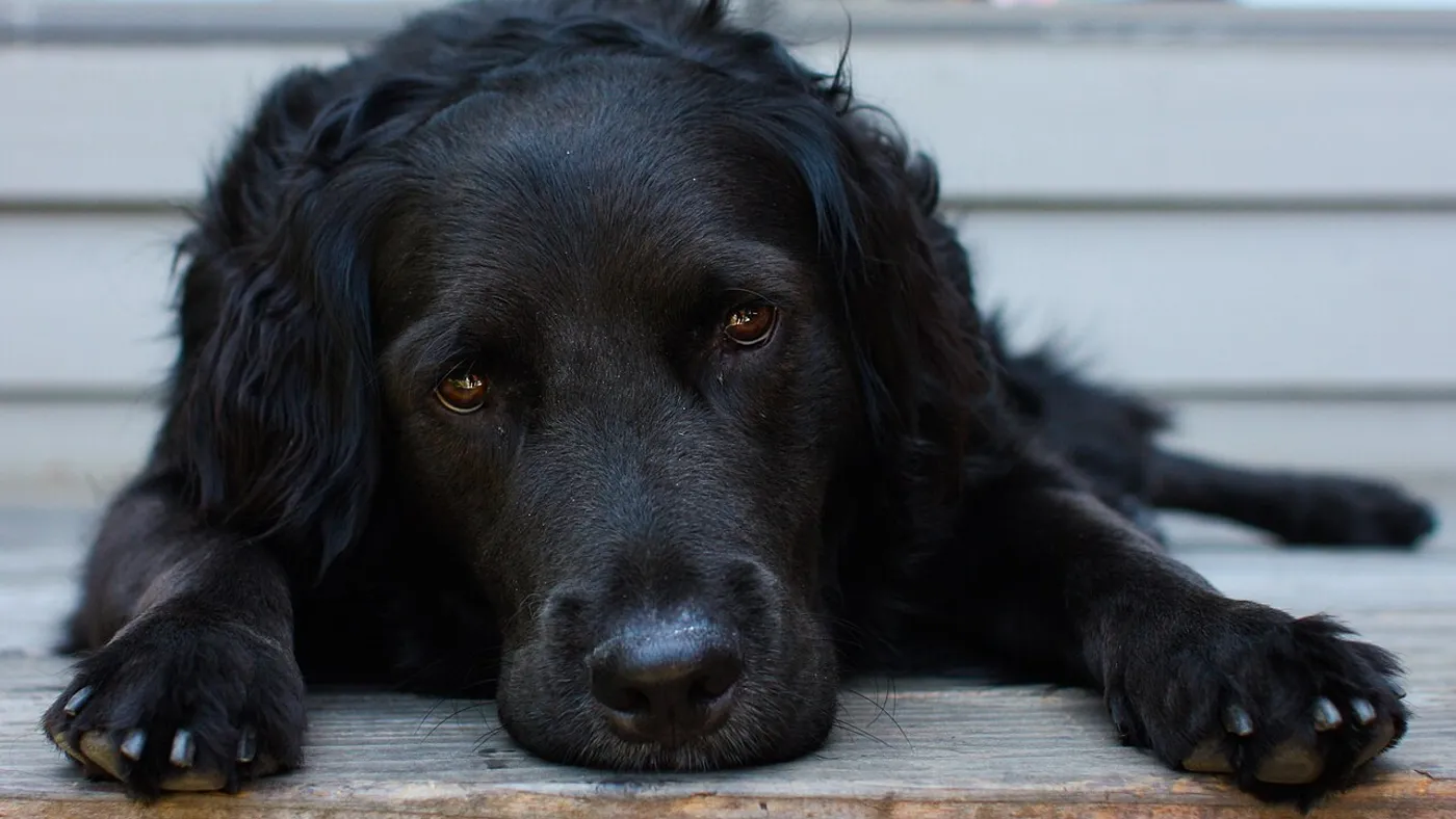 Dogs — real photography representing this cause